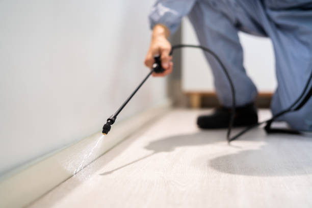 Licensed Termite Control service in Attleboro, MA - Nex Pest Control